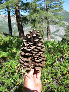Yellow Pine Cone